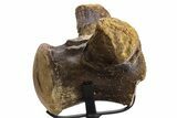 Huge, Fossil Mosasaur (Tylosaurus) Vertebra With Stand - Texas #316016-5